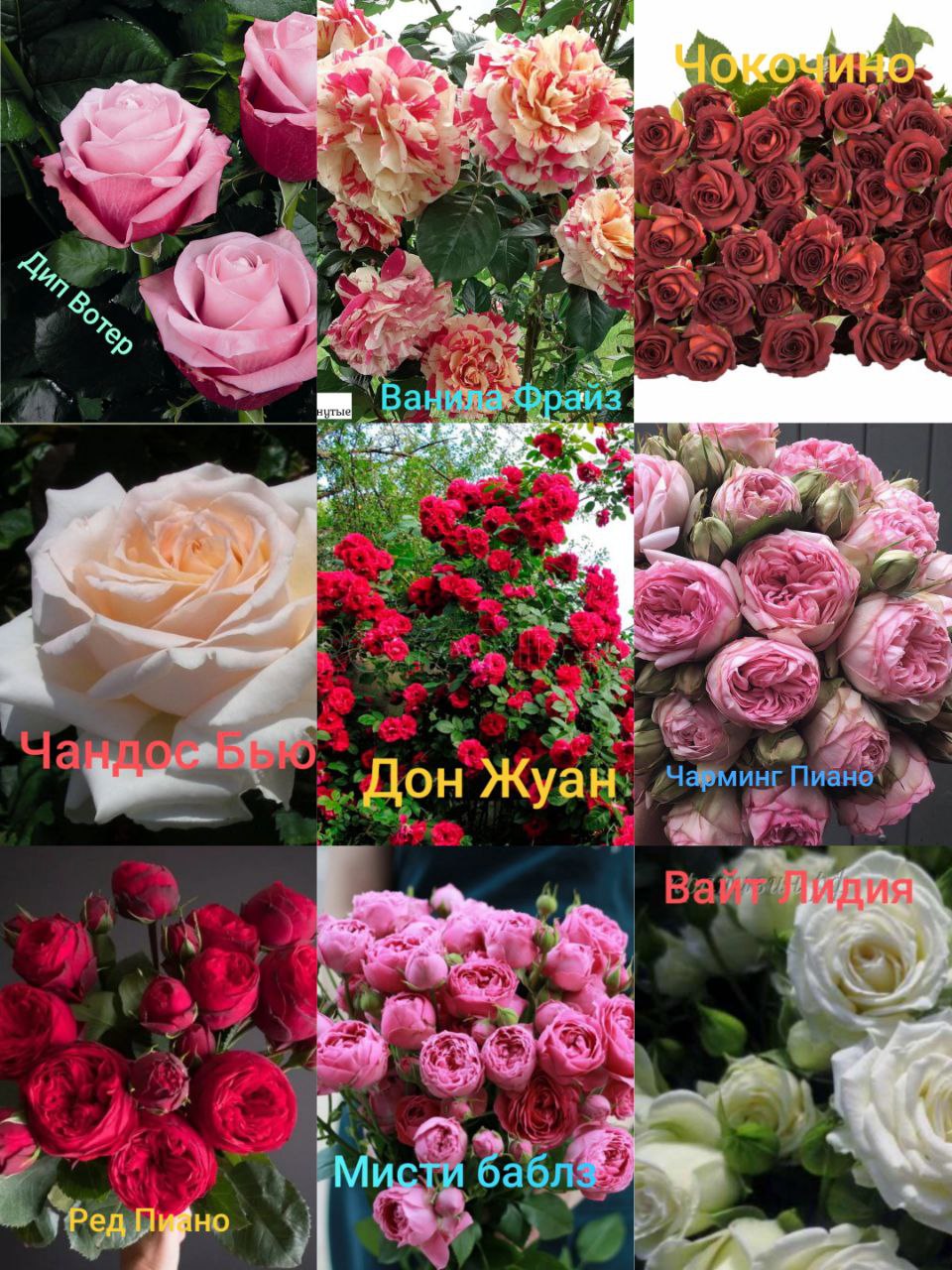 Продажа саженцев роз - Хобби и отдых в Севастополь